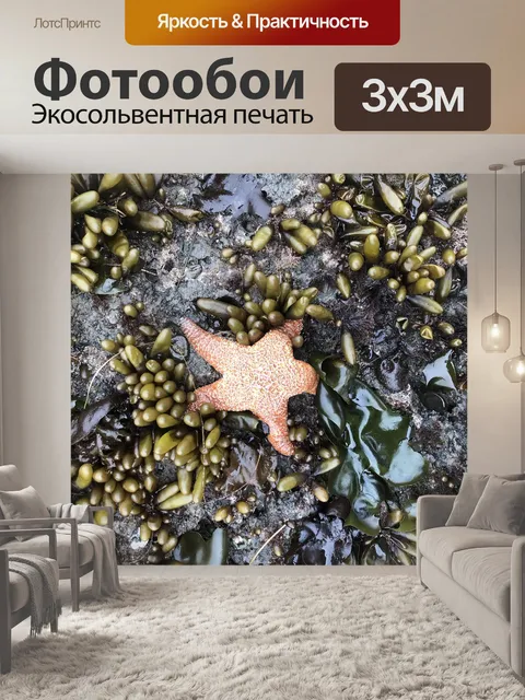 Фотообои Морская звезда