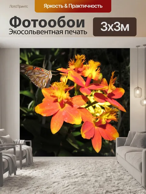Фотообои Эпидендрум