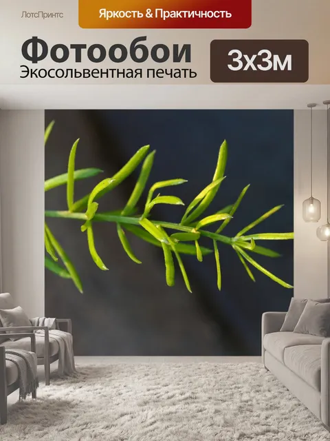 Фотообои зеленый стебель с нежными листьями на