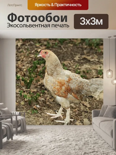 Фотообои Золотая цветная курица