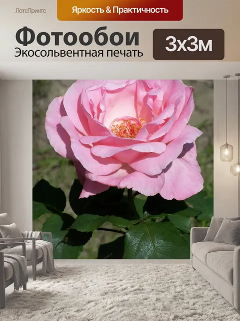 Фотообои Чайная роза