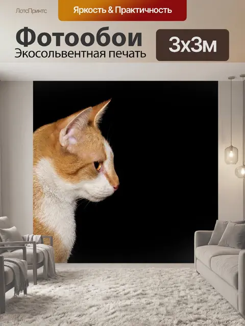 Фотообои Кот