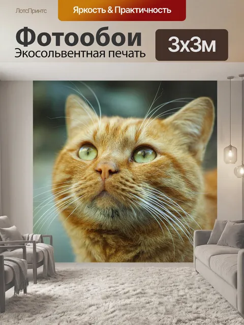 Фотообои Кошка