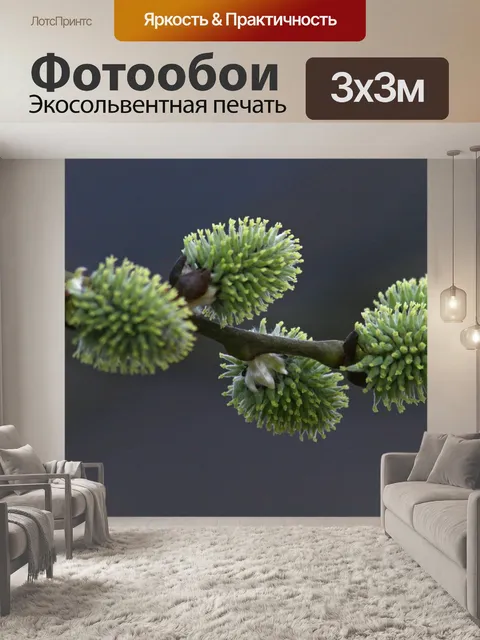 Фотообои Молодая ветка