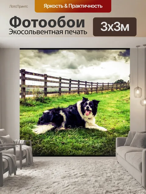 Фотообои Бордер-колли