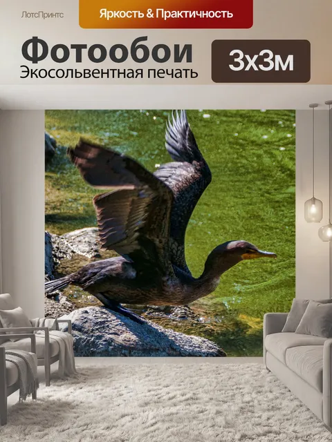 Фотообои Баклан-птица