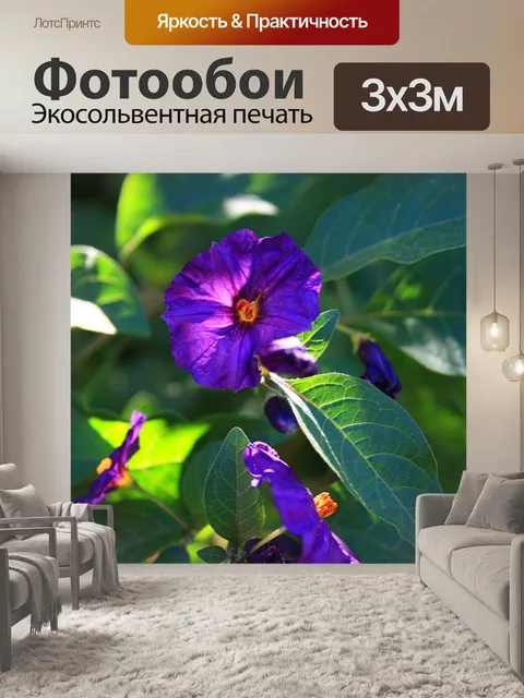 Фотообои куст картофеля цветок
