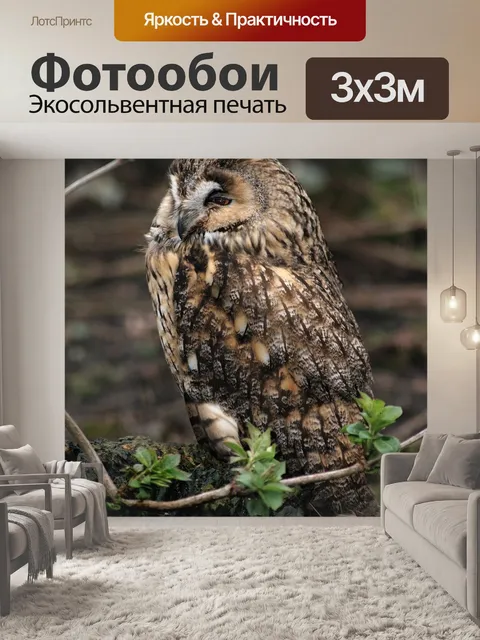 Фотообои Сова