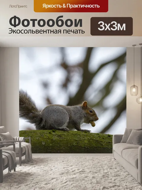 Фотообои Серые Белки Sciurus carolinensis