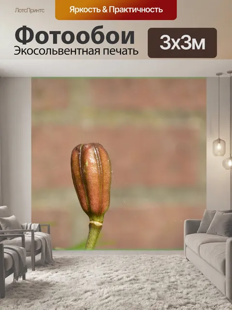 Фотообои Цветочные почки