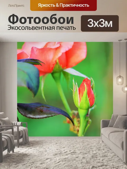 Фотообои розовый бутон розы и цветение
