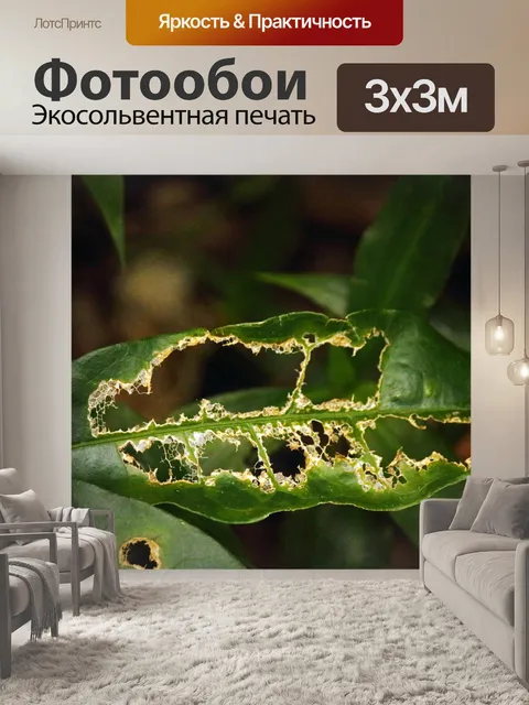 Фотообои съеденный насекомыми лист в лесу