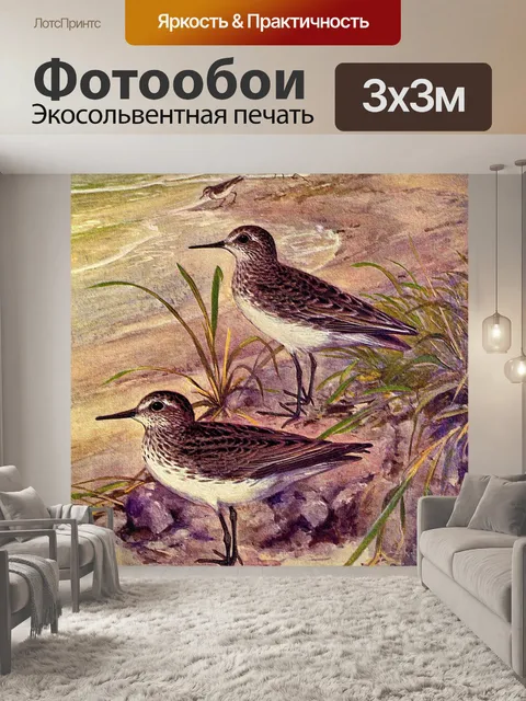 Фотообои Кулик Винтаж Птица Иллюстрация