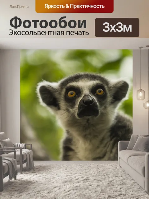 Фотообои Лемур Мадагаскара