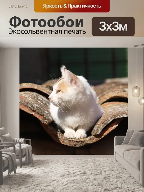 Фотообои Кот