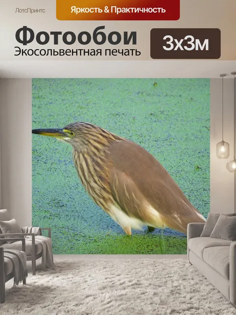 Фотообои Птица