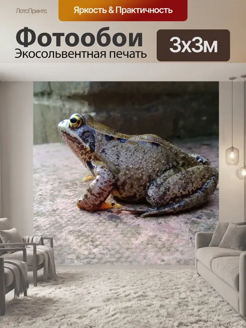 Фотообои Жаба на шаг