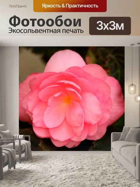 Фотообои Мягкая розовая бегония