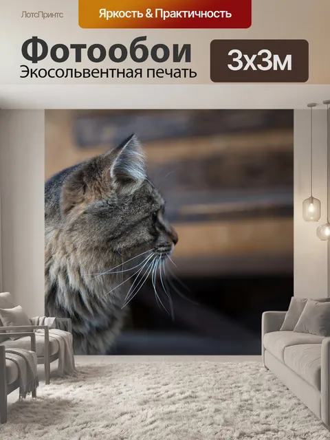 Фотообои Cat