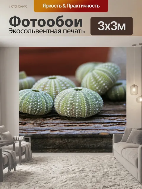 Фотообои морского ежа снарядов на поверхности дре