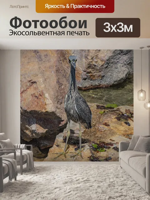 Фотообои Полосатая цапля стоит у воды