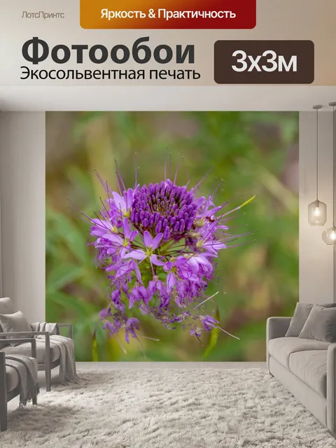 Фотообои Цветок мимозы