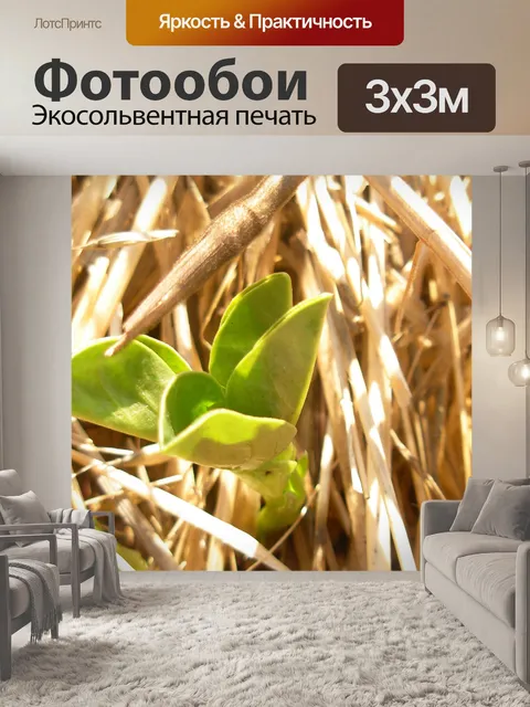 Фотообои Боб