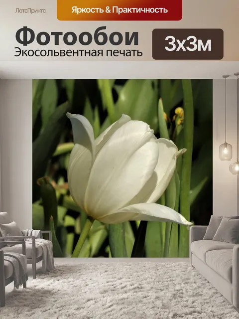 Фотообои Белый тюльпан крупным планом