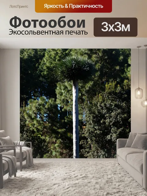 Фотообои Драконово дерево