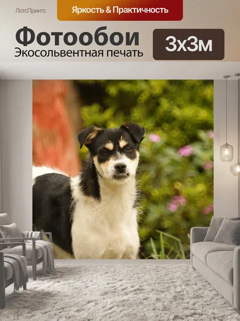 Фотообои Картинки