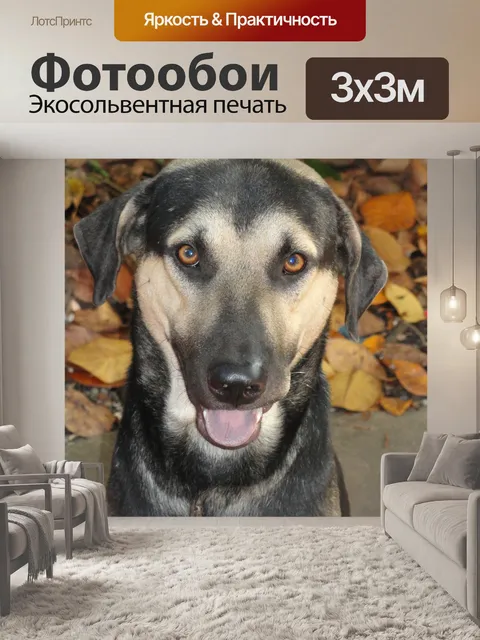 Фотообои Собака