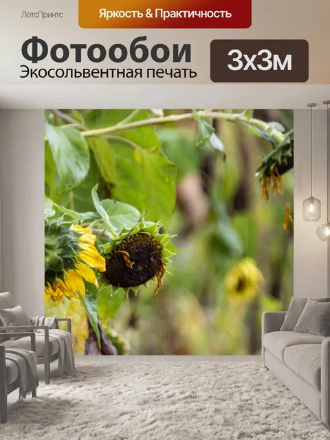 Фотообои Залитые дождем подсолнухи