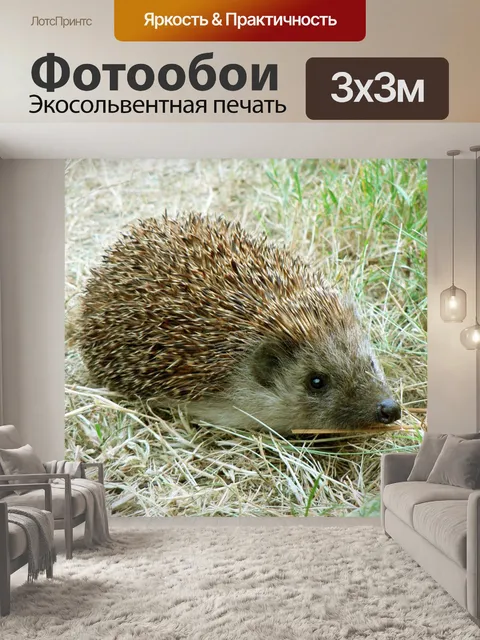 Фотообои Ежик