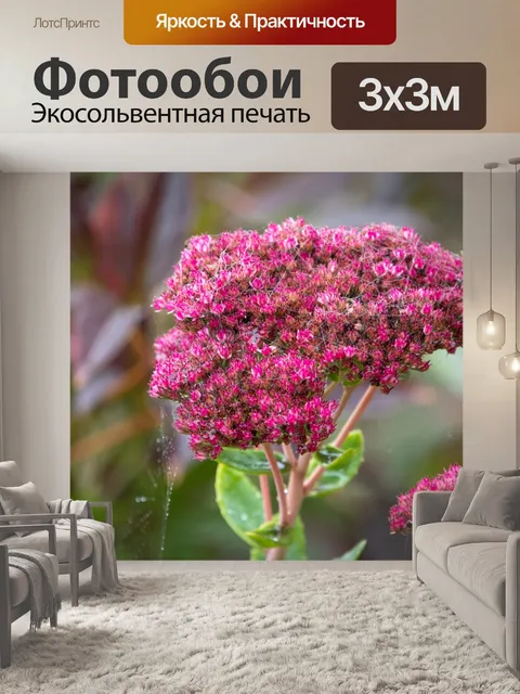 Фотообои Цветок, небесный ключ, растение