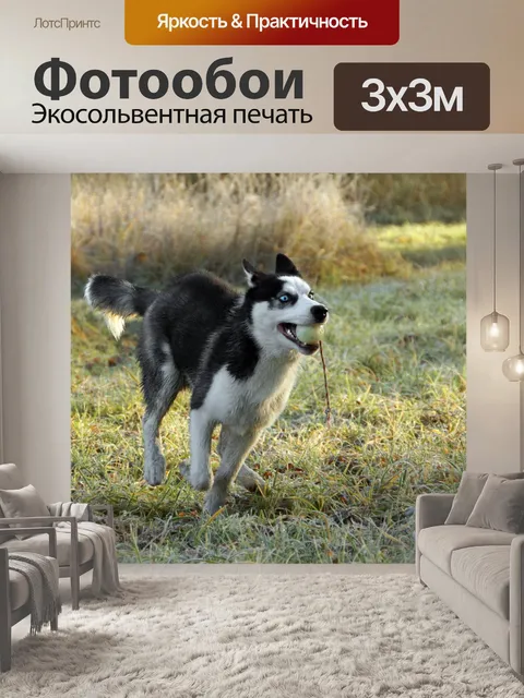 Фотообои Питомец сибирской хаски