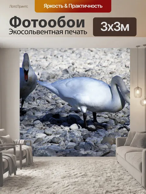 Фотообои Пара