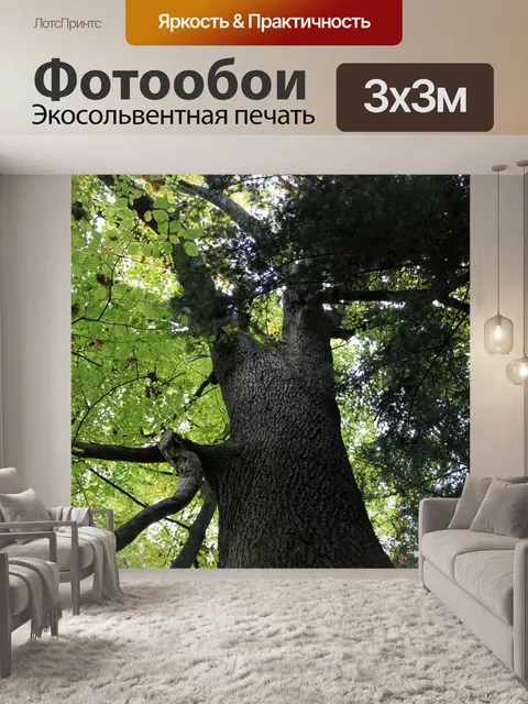Фотообои Верхушка дерева