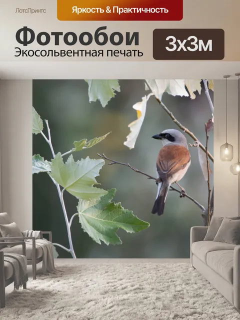 Фотообои Обыкновенный жулан