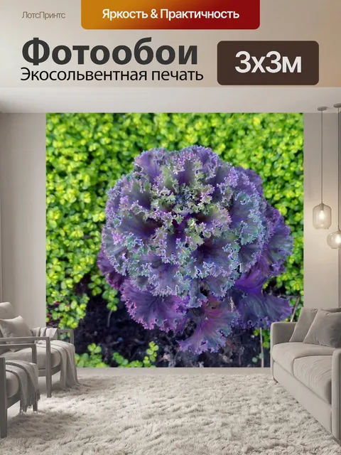 Фотообои Декоративные Кале в зеленый клевер