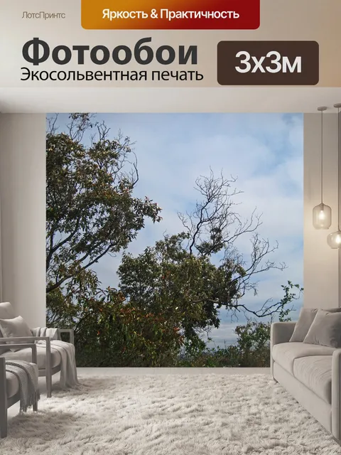 Фотообои высокие деревья с далеко идущими ветвями