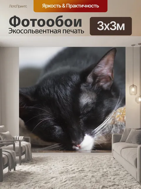 Фотообои черная кошка