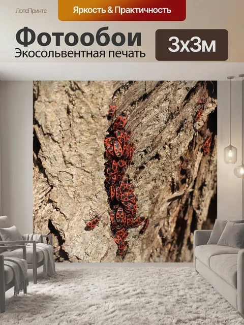 Фотообои Жук