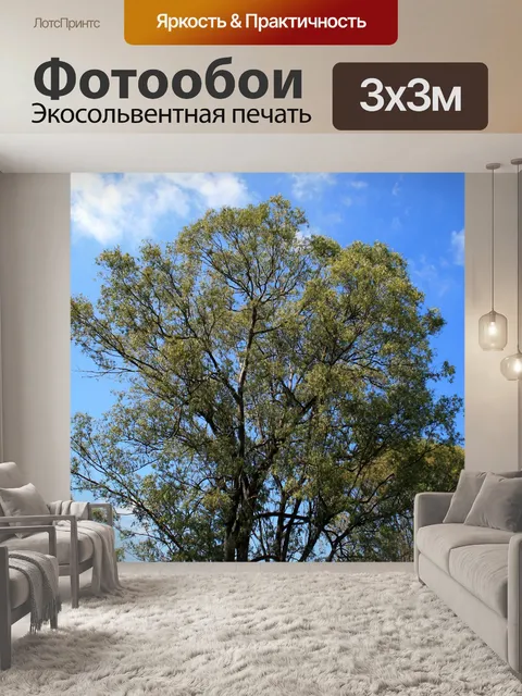 Фотообои эвкалипта на синем небе