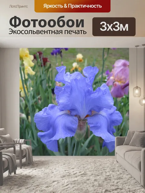 Фотообои Синий ирис
