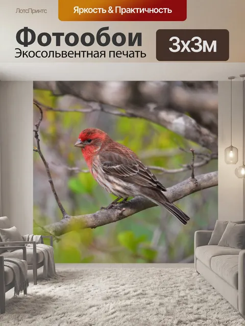 Фотообои Рыжая птица