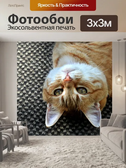 Фотообои Желтый полосатый кот