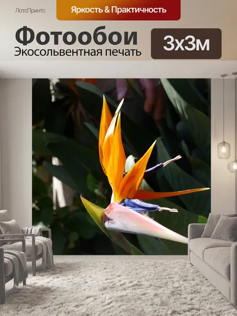 Фотообои Стрелиция