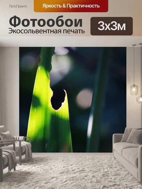 Фотообои свет за сломанным длинным зеленым листом