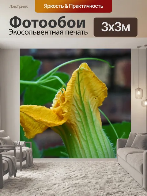 Фотообои нежный желтый цветок тыквы