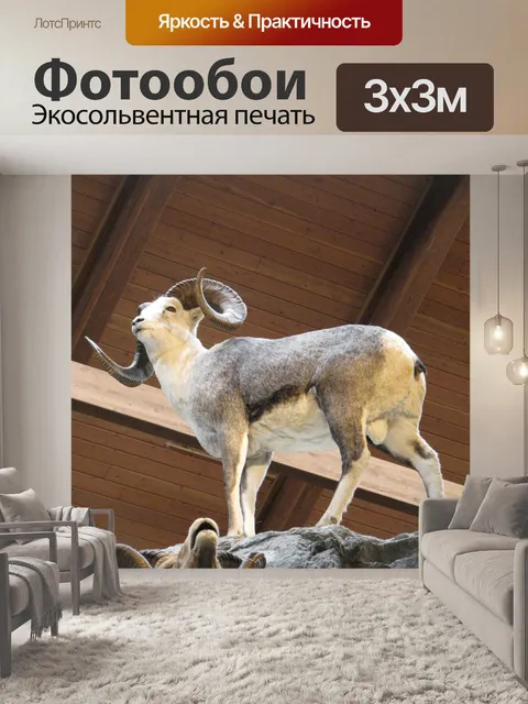 Фотообои Овцы долла